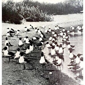 Laughing Gulls Seagulls On Louisiana Beach 1936 Bird Print Nature DWU13